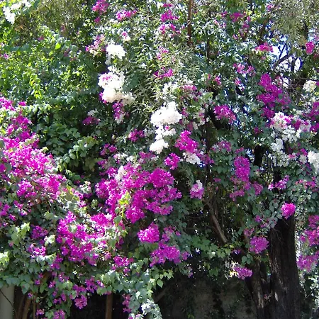 Hotel Gulec Bodrum