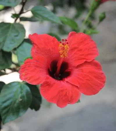 Gulec Szálloda Bodrum
